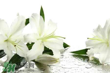 百合花葉子發(fā)黃怎么回事？百合花葉子發(fā)黃怎么辦？