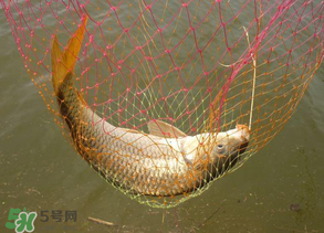 春天釣鯉魚用什么餌料？春天釣鯉魚餌料配方