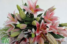 養(yǎng)百合花用什么水？養(yǎng)百合花水里放什么？