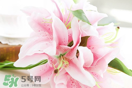 養(yǎng)百合花用什么水？養(yǎng)百合花水里放什么？