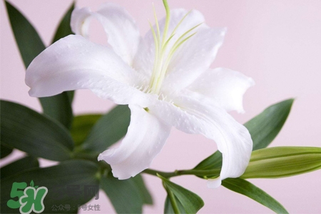 百合花多久澆一次水？百合花多長(zhǎng)時(shí)間澆水？