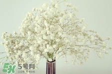 滿天星在花瓶里怎么養(yǎng)？滿天星買(mǎi)回來(lái)要養(yǎng)水嗎？