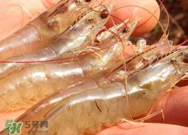 凍蝦發(fā)黑能吃嗎？變黑的凍蝦還能吃嗎？