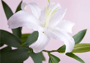 百合花葉子發(fā)黃怎么回事？百合花葉子發(fā)黃怎么辦？