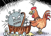 h7n9禽流感怎么預(yù)防？預(yù)防h7n9禽流感知識(shí)