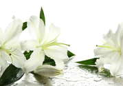 百合花怎么養(yǎng)水里？水養(yǎng)百合花怎么開(kāi)久些？