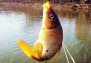 春天釣鯉魚用什么餌料？春天釣鯉魚餌料配方