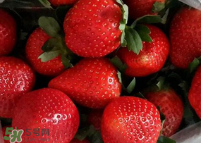 奶油草莓多少錢一斤？奶油草莓價格
