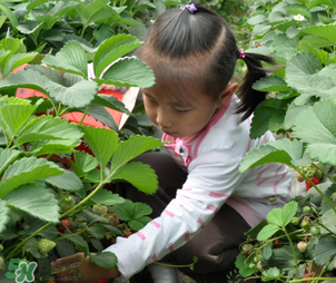 三亞哪里可以摘草莓？三亞摘草莓在哪里？
