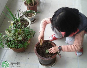 春天家里適合種什么花？春天適合種植什么花？