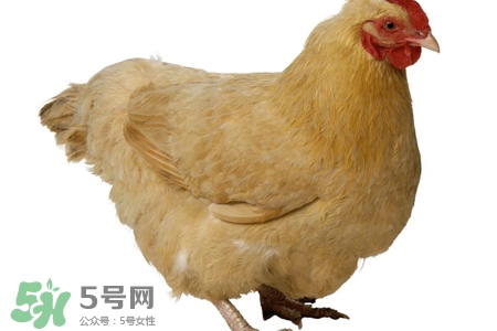 禽流感有哪些癥狀？人得禽流感什么癥狀？