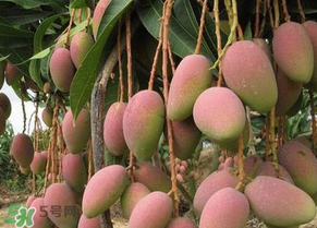 青芒果切開(kāi)沒(méi)熟怎么辦？芒果沒(méi)熟切開(kāi)了怎么辦？