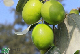 青棗與牛奶棗是轉(zhuǎn)基因水果嗎？青棗和牛奶棗的區(qū)別