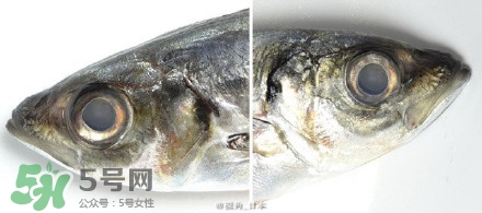 怎么自制死魚眼眼鏡？死魚眼眼鏡哪里買？