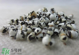 穿山甲下奶怎么吃？穿山甲下奶效果好嗎？