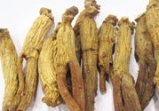 高麗參怎么吃效果最好？高麗參的正確吃法