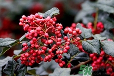 花椒可以泡水喝嗎？花椒泡水喝有什么作用？