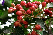 花椒可以泡水喝嗎？花椒泡水喝有什么作用？