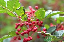 花椒真的能治打呼嚕嗎？花椒水治打呼嚕有效嗎？