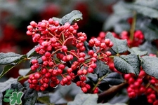 花椒水治腳氣管用嗎？花椒水泡腳可以治腳氣嗎？