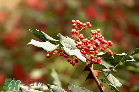 花椒水能治痔瘡嗎？花椒水治痔瘡有效果嗎？