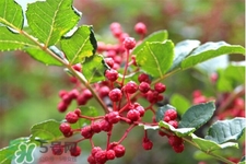 花椒水能治痔瘡嗎？花椒水治痔瘡有效果嗎？
