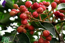 花椒水能治痔瘡嗎？花椒水治痔瘡有效果嗎？