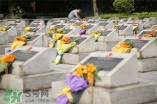 清明節(jié)掃墓用什么花？清明節(jié)上墳帶什么花？