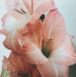 煙熏玫瑰色口紅哪個牌子好？煙熏玫瑰色口紅推薦