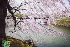 倒春寒吃什么好？倒春寒吃什么養(yǎng)生？