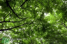 倒春寒吃什么好？倒春寒吃什么養(yǎng)生？