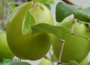 懷孕初期能吃青棗嗎？懷孕初期吃青棗好嗎？