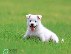 狗狗可以吃青棗嗎？狗狗能不能吃青棗？