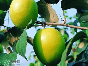 青棗吃多了會(huì)胖嗎？吃青棗會(huì)不會(huì)發(fā)胖？