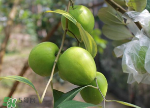 一斤青棗的熱量是多少？吃一斤青棗會(huì)胖嗎？
