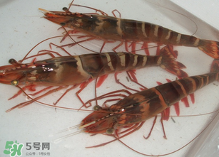 活蝦為什么要灌膠水？活蝦灌膠水有什么用？