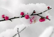 如何預(yù)防倒春寒？怎么預(yù)防倒春寒？