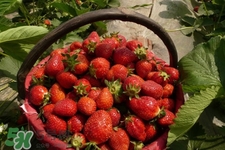怎樣去除草莓的農(nóng)藥？怎樣洗草莓的殘留農(nóng)藥？