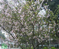 春天為什么會(huì)突然降溫？春天為什么會(huì)突然變冷？