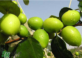 青棗有點(diǎn)苦是不是農(nóng)藥？青棗上的農(nóng)藥怎樣洗干凈？