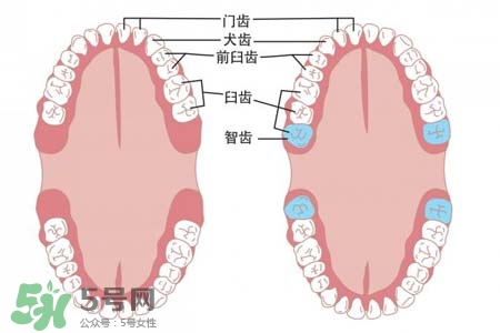 智齒能用舌頭舔嗎？喜歡舔智齒怎么辦？