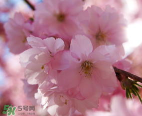 2017年武大櫻花什么時(shí)候開？2017年武大櫻花最佳觀賞時(shí)間