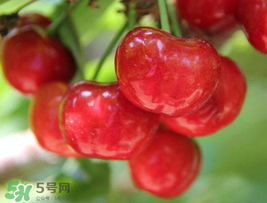 櫻桃為什么這樣紅？櫻桃為什么是紅色？