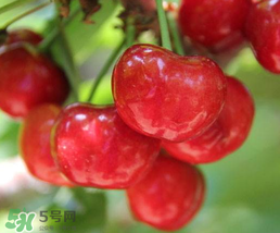 櫻桃為什么有一股藥味？櫻桃有藥味怎么辦？