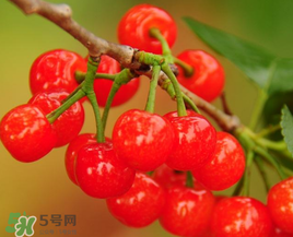 櫻桃什么時候成熟？櫻桃什么時候上市？