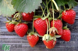 吃草莓大便會(huì)變紅嗎？吃草莓大便變紅是怎么回事？