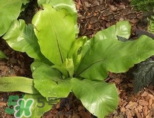 負(fù)卡路里的食物有哪些？負(fù)卡路里食物真的吃不胖嗎？