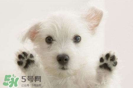 禽流感可以養(yǎng)狗嗎？禽流感期間能養(yǎng)狗嗎？