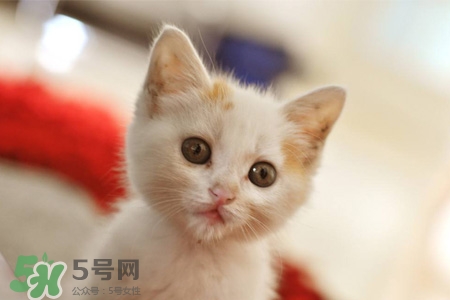 禽流感可以養(yǎng)貓嗎？禽流感期間能養(yǎng)貓嗎？