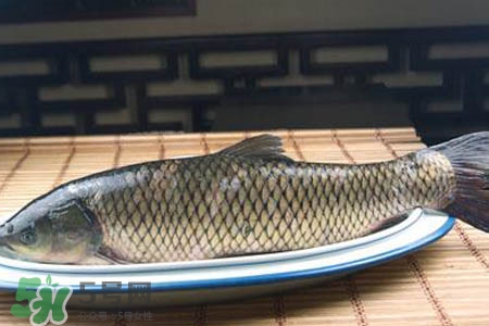 孕婦可以吃草魚嗎？懷孕了能吃草魚嗎？